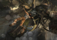 Tomb Raider PL / ANG NPG