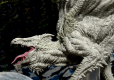 D&D Icons of the Realms Premium Miniature pre-painted Adult White Dragon