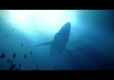 Under The Waves