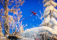 Unravel Yarny Bundle IT/ANG