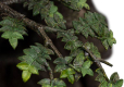 The Lord of the Rings Statue 1/6 Leaflock the Ent 76 cm